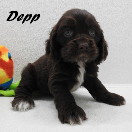 puppy, for, sale, Cocker Spaniel, Joe & Cherri  Overlease, dog, breeder, Miller, MO, dog-breeder, puppy-for-sale, forsale, nearby, find, puppyfind, locator, puppylocator, aca